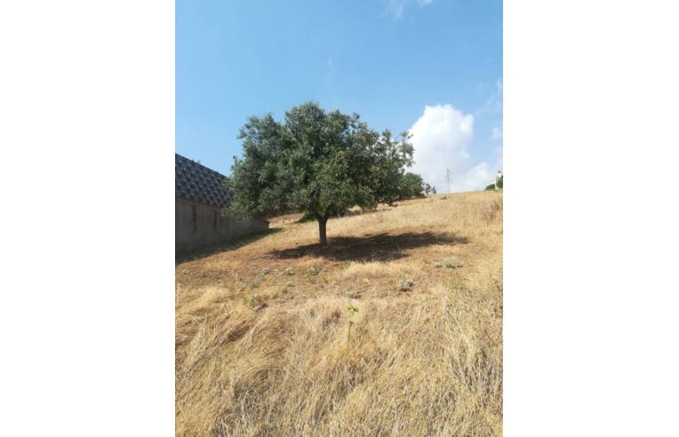 terreno agricolo in vendita a Bagheria