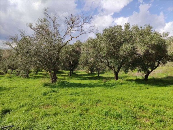 terreno agricolo in vendita a Balestrate