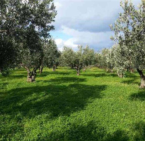 terreno agricolo in vendita a Balestrate