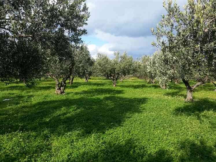 terreno agricolo in vendita a Balestrate