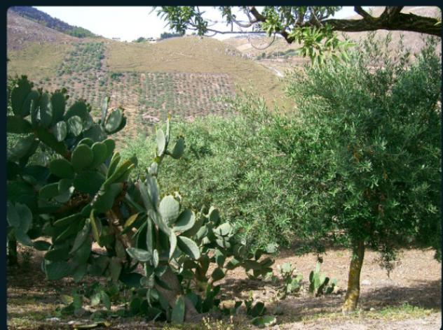casa indipendente in vendita a Belmonte Mezzagno