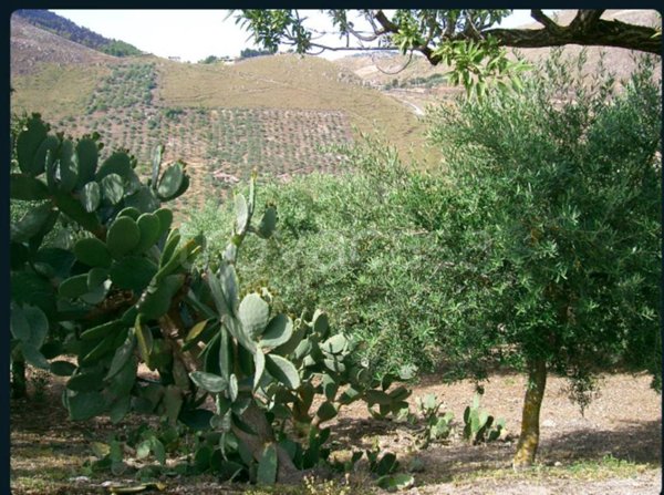 casa indipendente in vendita a Belmonte Mezzagno