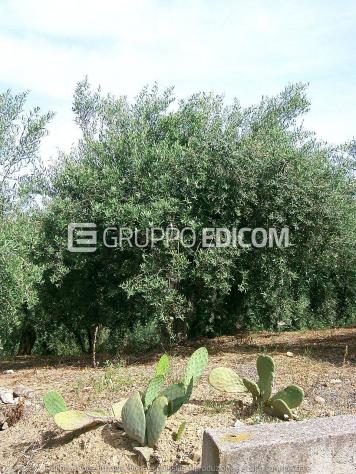 terreno agricolo in vendita a Belmonte Mezzagno