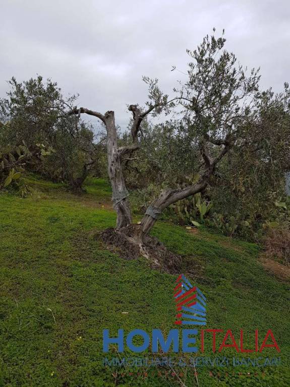 terreno agricolo in vendita a Bolognetta