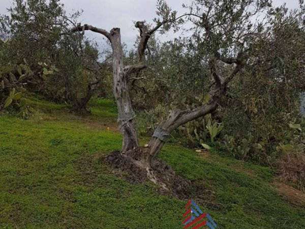 terreno agricolo in vendita a Bolognetta