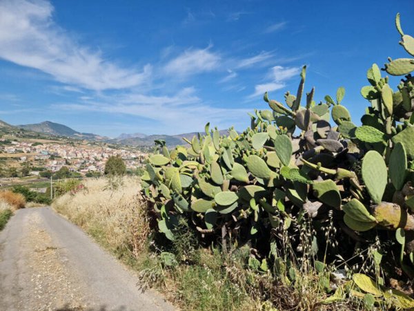 terreno agricolo in vendita a Bolognetta
