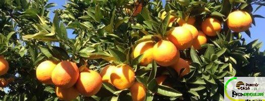 terreno agricolo in vendita a Campofelice di Roccella