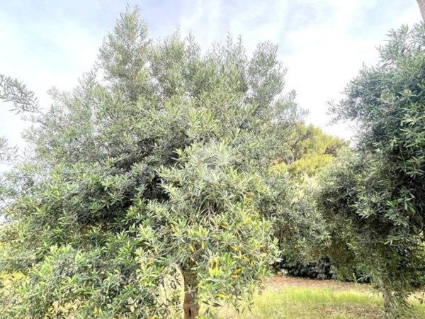 terreno agricolo in vendita a Carini