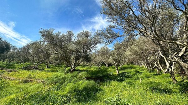 terreno agricolo in vendita a Carini