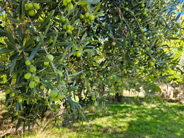 terreno agricolo in vendita a Carini