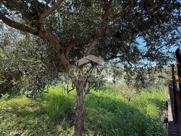 terreno agricolo in vendita a Carini