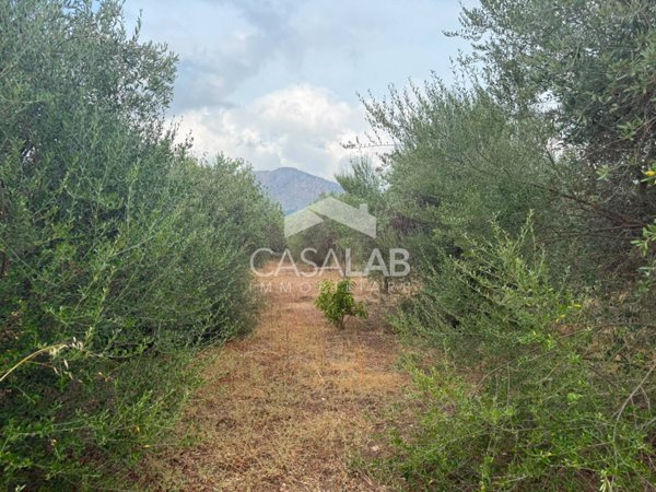 terreno agricolo in vendita a Carini in zona Bivio Foresta