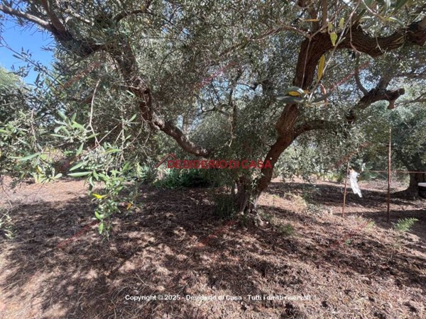 terreno agricolo in vendita a Casteldaccia