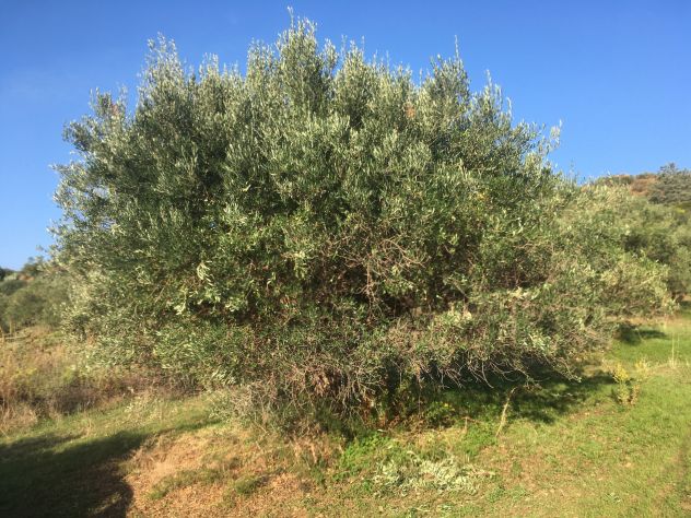 terreno agricolo in vendita a Casteldaccia