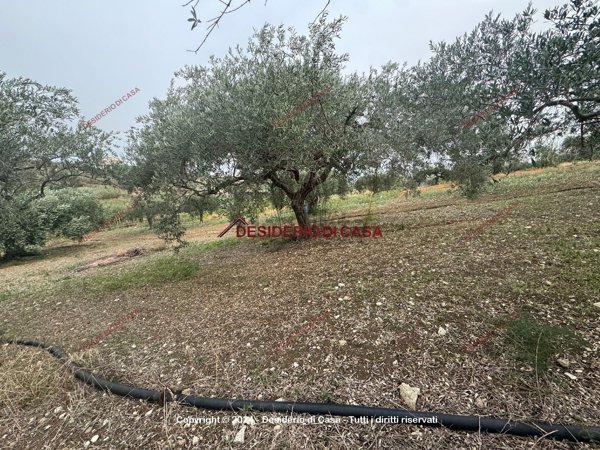 terreno agricolo in vendita a Casteldaccia