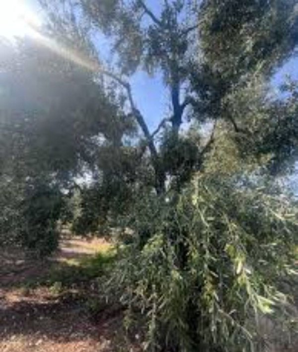 terreno agricolo in vendita a Casteldaccia