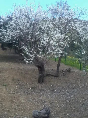 terreno agricolo in vendita a Casteldaccia