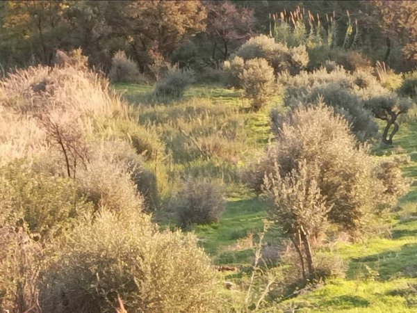 terreno agricolo in vendita a Cefalù