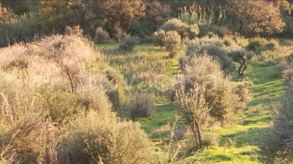 immagine annuncio 0 di 9