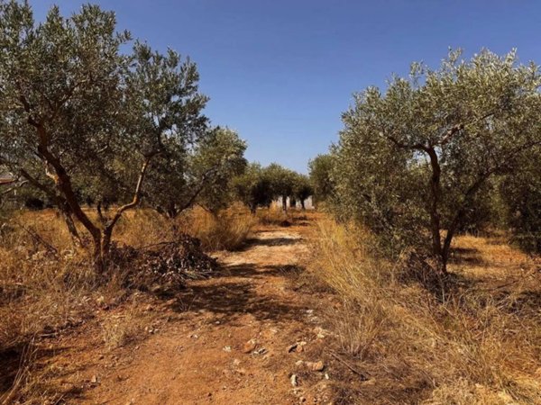 terreno agricolo in vendita a Cinisi