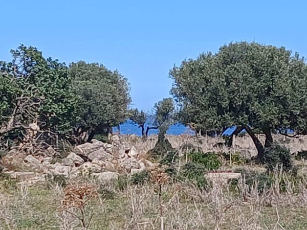 terreno agricolo in vendita a Cinisi