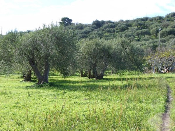 terreno agricolo in vendita a Collesano