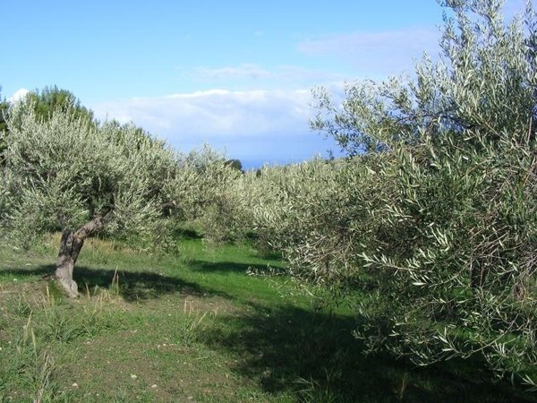 terreno agricolo in vendita a Collesano