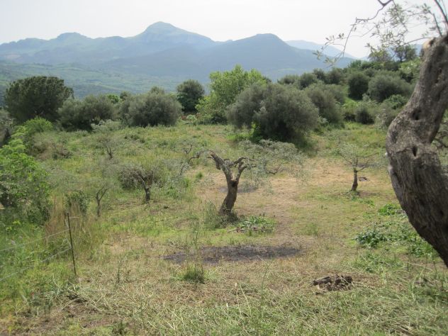terreno agricolo in vendita a Collesano