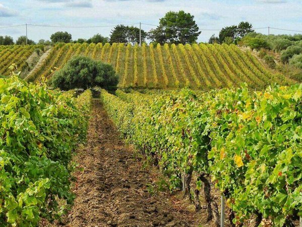 azienda agricola in vendita a Contessa Entellina