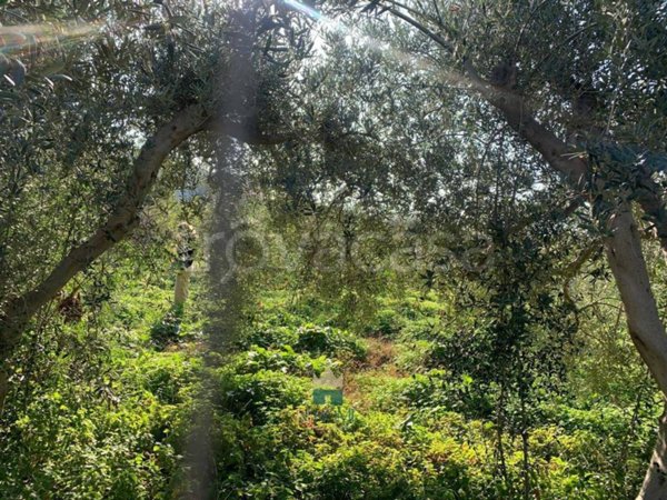 terreno agricolo in vendita a Ficarazzi