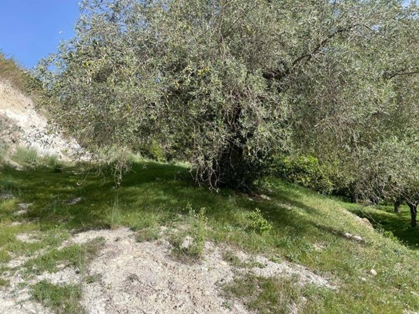 terreno agricolo in vendita a Lascari