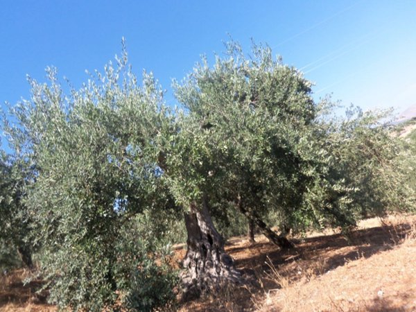 terreno agricolo in vendita a Misilmeri