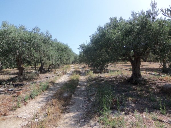 terreno agricolo in vendita a Misilmeri in zona Portella di Mare
