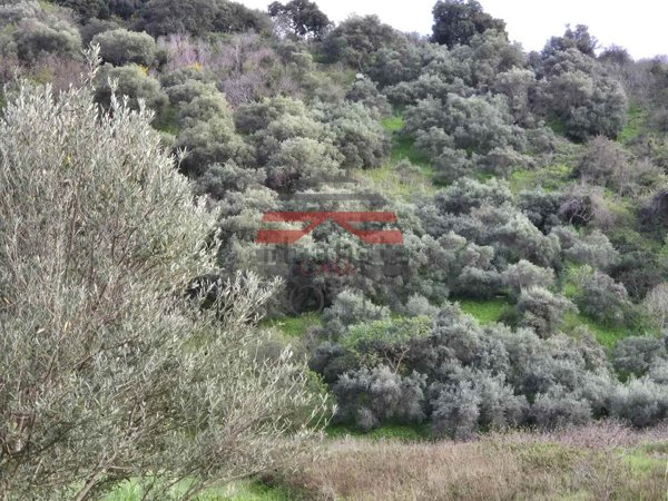 terreno agricolo in vendita a Misilmeri