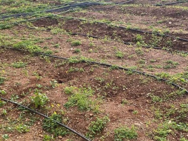 terreno agricolo in vendita a Misilmeri in zona Gibilrossa