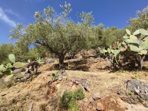 terreno agricolo in vendita a Monreale in zona Aquino