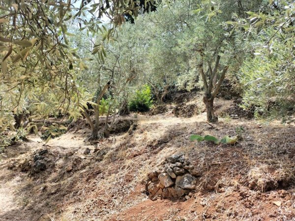 terreno agricolo in vendita a Monreale