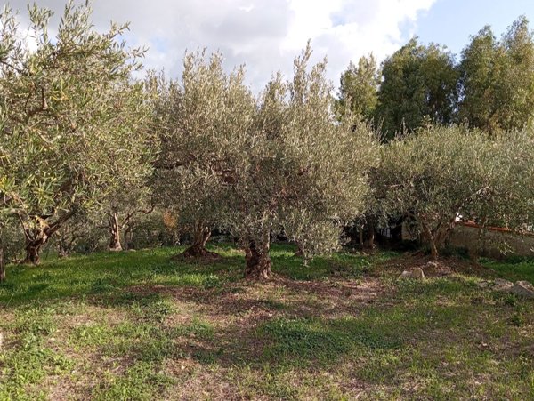 terreno agricolo in vendita a Monreale
