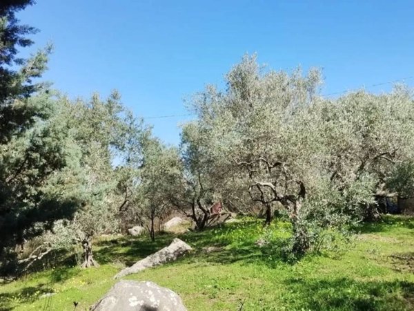 terreno agricolo in vendita a Monreale