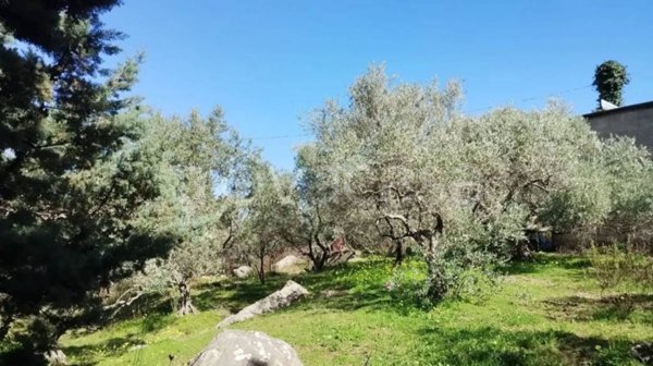 terreno agricolo in vendita a Monreale