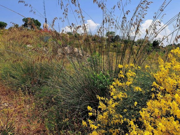 terreno agricolo in vendita a Monreale in zona Monte Caputo