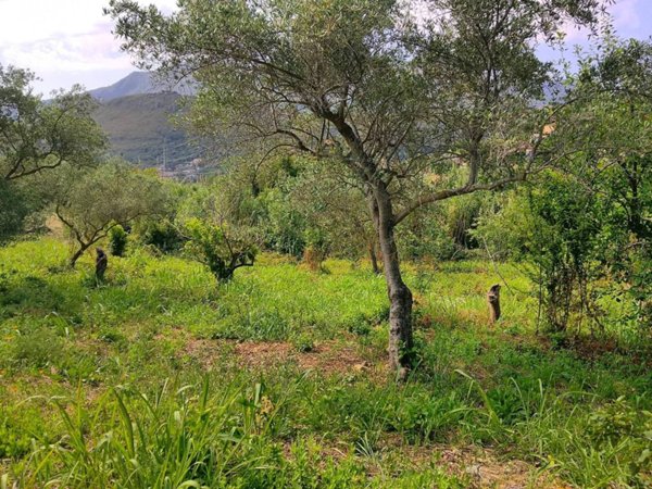 terreno agricolo in vendita a Monreale