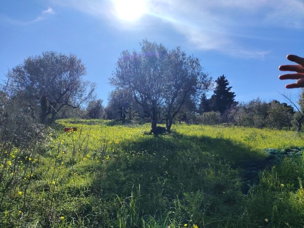 terreno agricolo in vendita a Montelepre