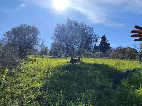 terreno agricolo in vendita a Montelepre