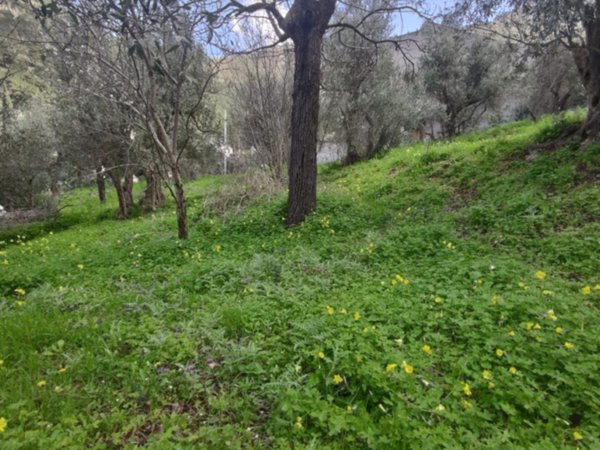 terreno agricolo in vendita a Palermo in zona Villagrazia/Falsomiele