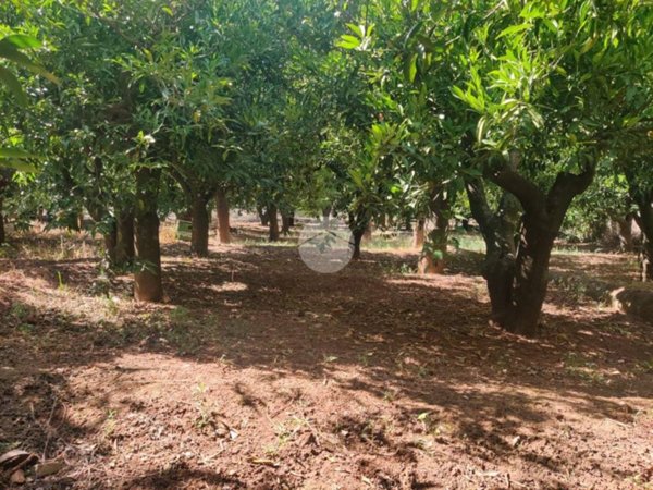 terreno agricolo in vendita a Palermo in zona Chiavelli