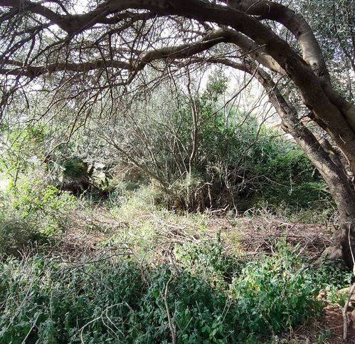 terreno agricolo in vendita a Palermo in zona Mondello