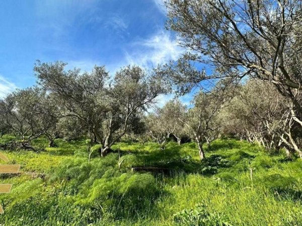 terreno agricolo in vendita a Palermo in zona Cruillas