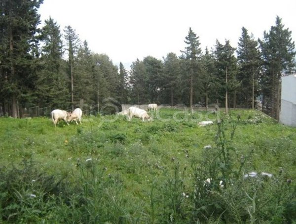 terreno agricolo in vendita a Palermo in zona Borgo Nuovo