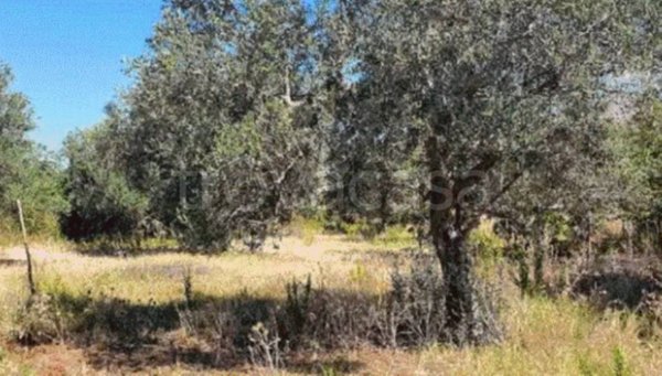 terreno agricolo in vendita a Partinico